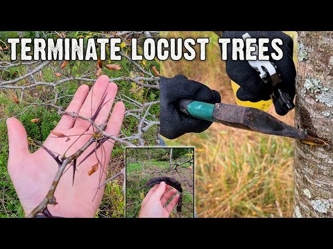 How to terminate locust trees