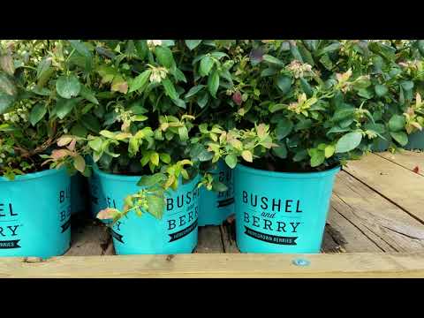 download lagu mp3 mp4 Blueberry Bushel, download lagu Blueberry Bushel gratis, unduh video klip Blueberry Bushel