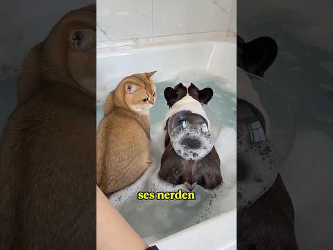 Bu Ses Nereden Geldi 😱🫧