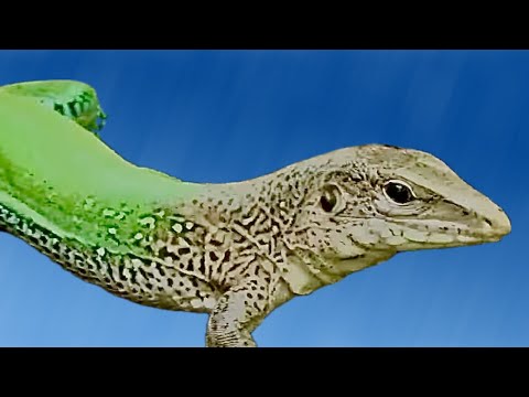 download lagu mp3 mp4 Calango Verde, download lagu Calango Verde gratis, unduh video klip Calango Verde