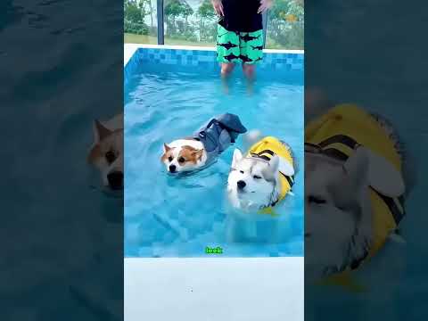 Een puppy- en husky-avontuur in het water#viral #shorts