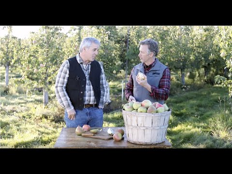 download lagu mp3 mp4 When Are Royal Riviera Pears In Season, download lagu When Are Royal Riviera Pears In Season gratis, unduh video klip When Are Royal Riviera Pears In Season