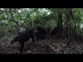 Gorilla Interested In GoPro