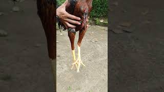 Download lagu ayam jago magon mp3