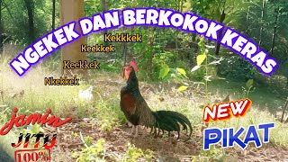 Download lagu NGEKEK DAN BERKOKOK KERAS || SUARA PIKAT AYAM HUTAN HIJAU (Gallus varius) ~ Masteng nex mp3