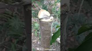 Download lagu HOW TO MAKE A PAPAYA TREE SHORT AND LUSH #shorts mp3