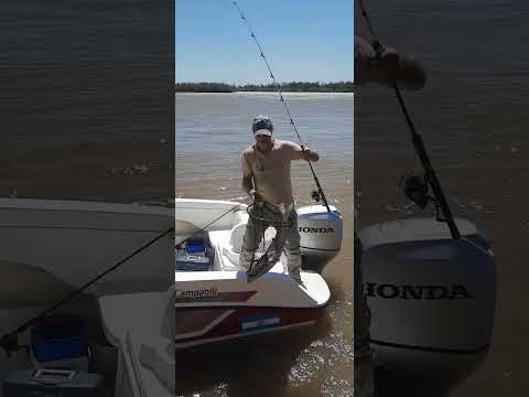 pesca de surubi en puerto gabota santa fe