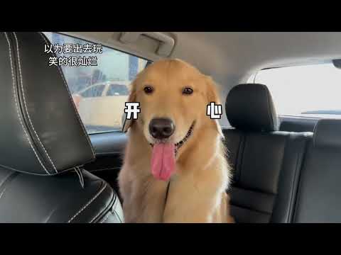 After the dog had been in the car for more than ten hours#Golden Retriever#dog#Everything