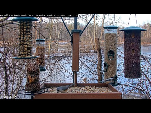 Tufted Titmouse, Chickadees Grab And Go At Cornell Feeders – Dec. 21, 2021