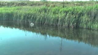 Topwater video 4,5" Staggering Gomez Devil Kiss.mpg