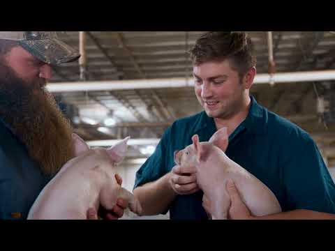 Pig Farmers Really Care For Their Animals