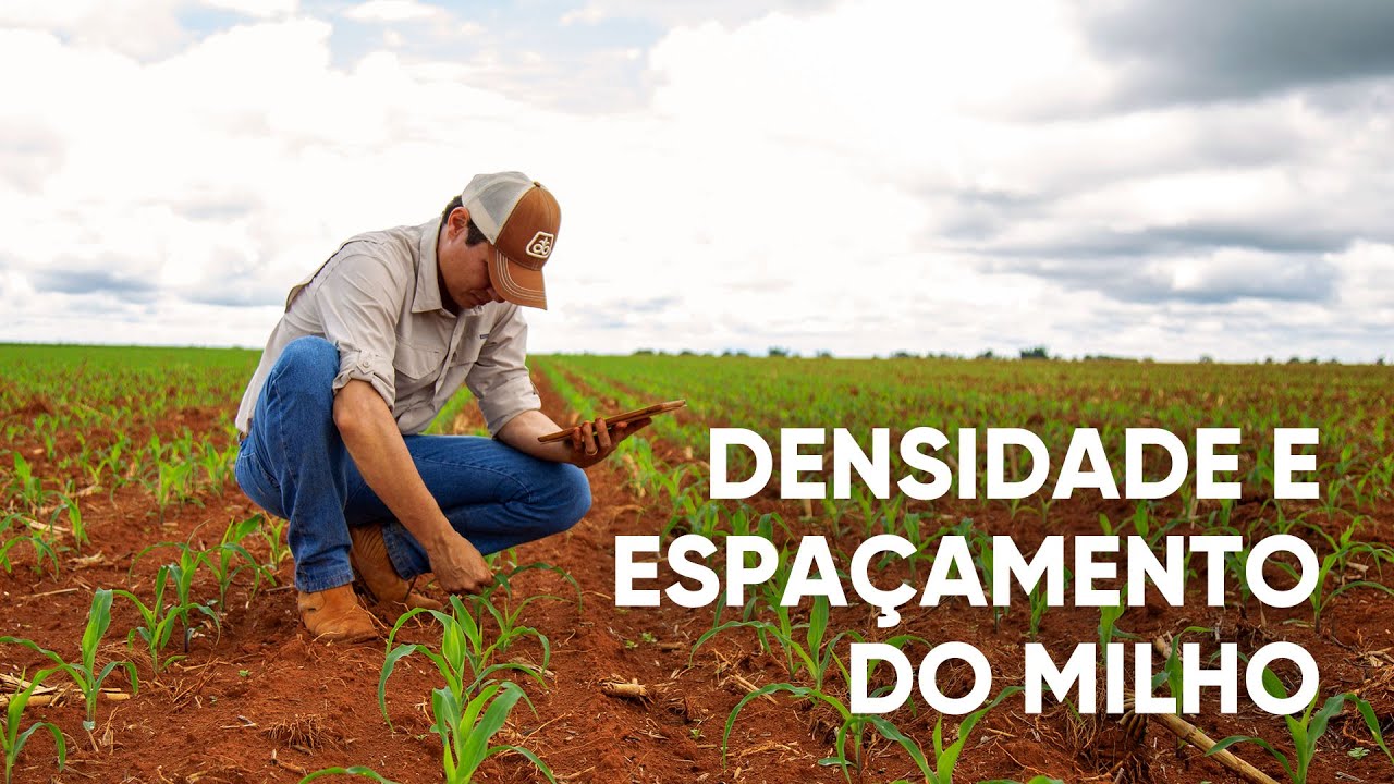 DENSIDADE E ESPAÇAMENTO DO MILHO - PROGRAMA - #04 - AGRO EM FOCO TV DIGITAL - 04/03/21