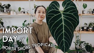 exciting plant import day at @northshoretropicals! short import Q&A + current life thoughts