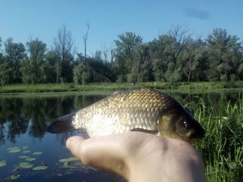 Wędkarski Zwiad #04| Karaś oraz  certa ze starorzecza| Wypad nad Wisłę|