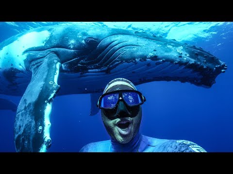 download lagu mp3 mp4 Humpbacks, download mp3 Humpbacks free download, download mp3 Humpbacks