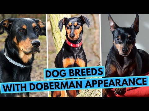 17 Dog Breeds That Look Like Doberman