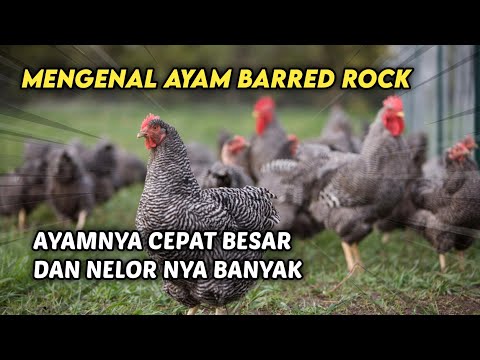 , title : 'AYAM BARRED ROCK  | REVIEW AYAM EPS 5'