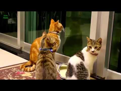 Funny videos  of  Kotluk  shigwanwadi