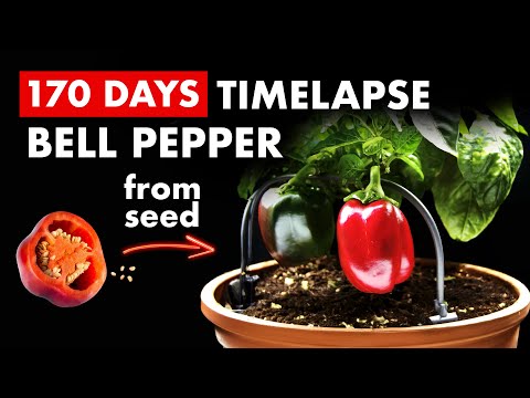 Growing BELL PEPPERS 🫑 From Seed - 170 Days Time Lapse