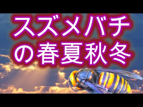 経済学科 晴蜂雨読 ㊹／シーズン中に養蜂場で捕獲されたスズメバチの、種別に見た個体数の季節的な変化について (2024年11月、その2)／山崎亮一／日英字幕付き／Hornets in 2024／Eng sub