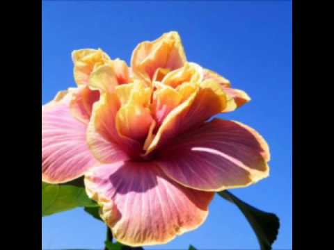 🌺DJ YOKSIDE FT🌺