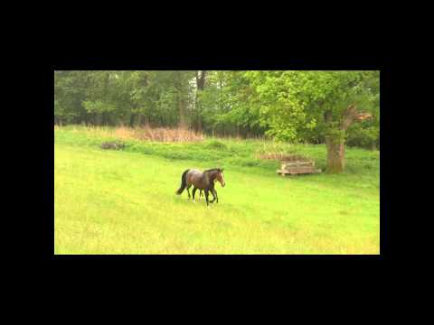 Holsteiner Stutfohlen V Carthano II / MV Cassini I