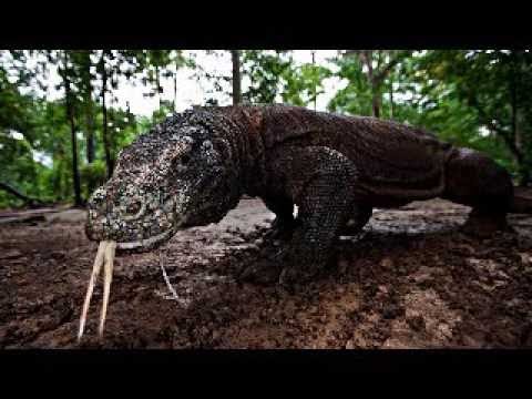 Komodowaran - die letzten Vertreter der Drachen (Doku Hörspiel)