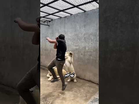 لماذا لا تهاجم أسود حدائق الحيوان البشر عادةً؟ 🦁😱