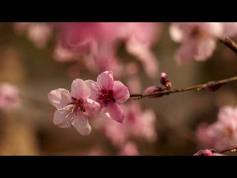 'Escuela Monte', de Mariano Raffo y Cecilia Cisneros - Trailer