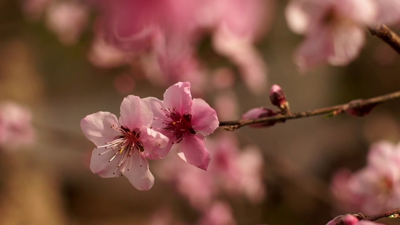 'Escuela Monte', de Mariano Raffo y Cecilia Cisneros - Trailer