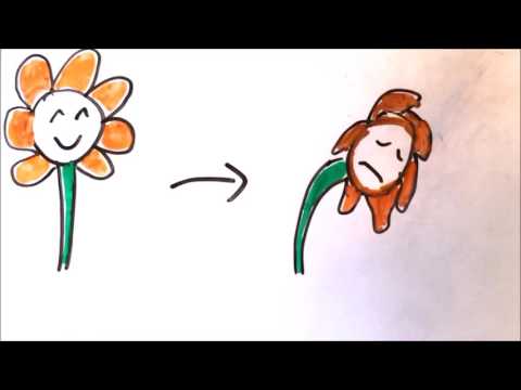 Literature Analysis - Nothing Gold Can Stay