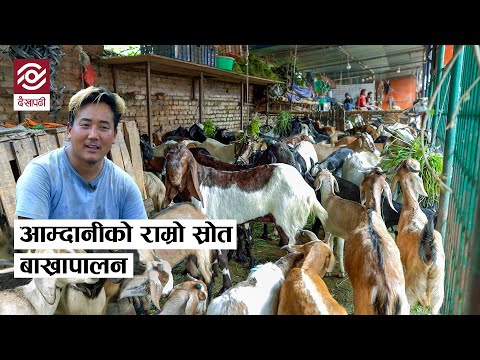 बाख्रा पालेर विदेशसरह कमाइ गर्दै विजय राई l  Goat Farming Success Story | Nepal Farkeypachi