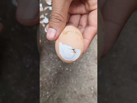 Helping hatching baby chick#mianinventions#eggincubator#chicks