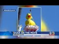 Help Sesame Place Find A New Home For Rubber Duckie At The Park