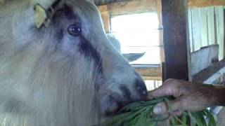 preview picture of video 'goats eating greens'