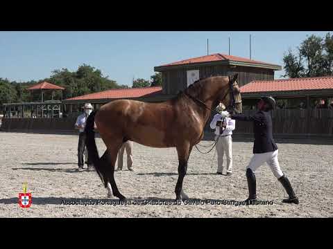 210717 3 Licor da Toula - Aprovação de Garanhões