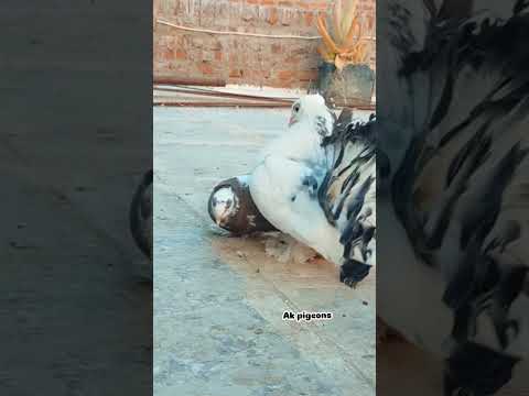 🤪Lakkha kabutar video/ Indian fantail pigeons/ masakali kabutar video🤗