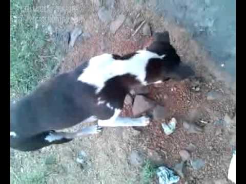 funny incident of two thief and a dog