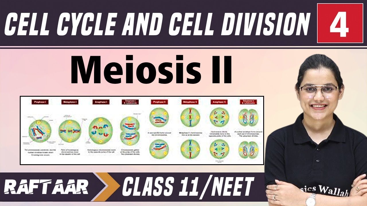 Cell Cycle and Cell Division 04 || Meiosis-II || Class 11/NEET || RAFTAAR