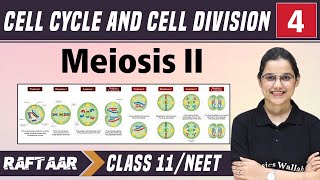 Cell Cycle and Cell Division 04 || Meiosis-II || Class 11/NEET || RAFTAAR