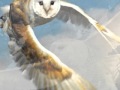 White Owl by Keiko Matsui