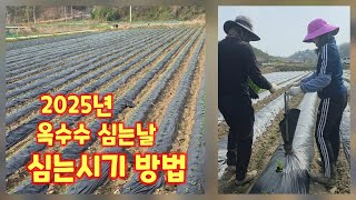 옥수수 심는날 미흑찰 옥수수 심는방법 시기 간격 넓이 충북 괴산 풀뿌리농장 (옥수수재배방법)