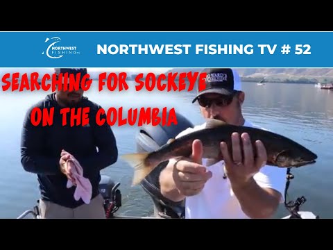 Brewster Pool Sockeye Salmon on the Columbia | NWFRTV#52