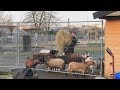 Afgebrande kinderboerderij Maassluis wil snel open