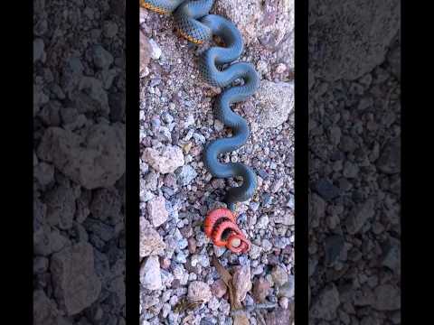 ring-necked snake or false coral #short