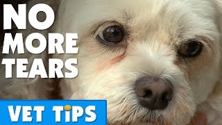 How To Clear Up Tear Stains On A Dog | Bondi Vet