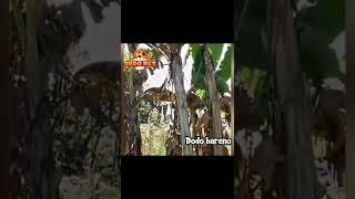 Download lagu Viral video lucu! Obat kuat Tit*d di gigit semut merah🤭🤣 mp3