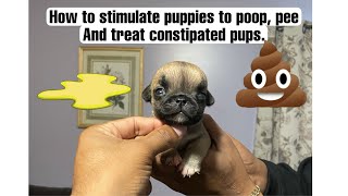 How to stimulate puppies to poop and pee | Dealing with ￼￼constipated￼ pups.