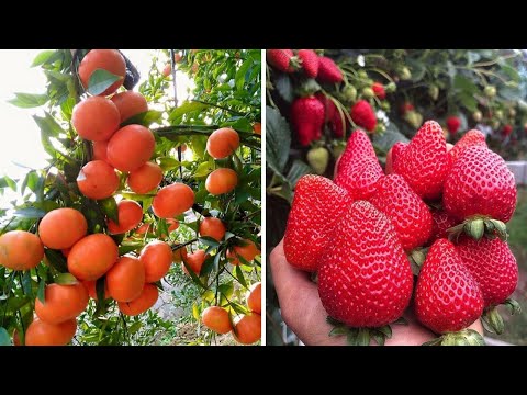 , title : 'Hortas de frutas e vegetais na China 🍓🍉 Coma frutas em hortas - Tik Tok China'