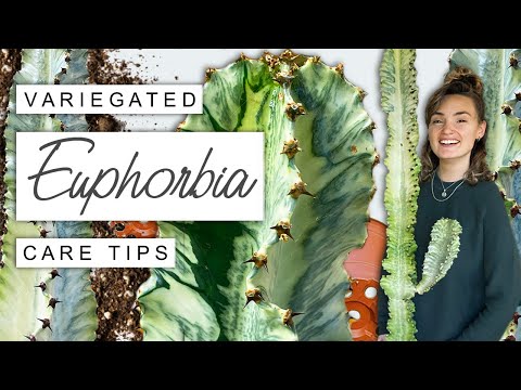 Variegated Euphorbia TIPS + TRICKS 🌵 Complete Care Guide For Euphorbia Variegata